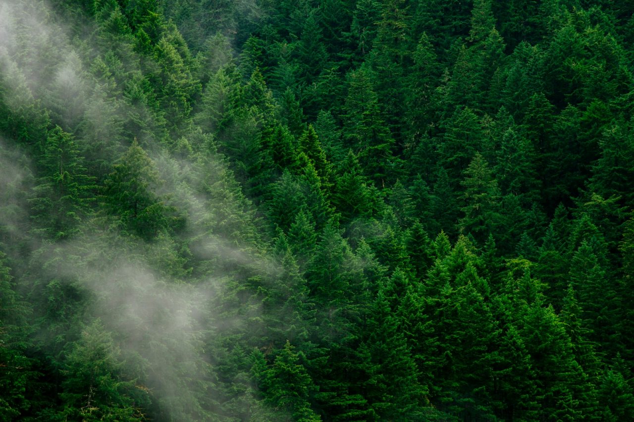 Photo by Andrew Coelho green pine trees during daytime